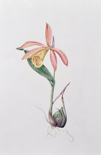 Pleione Zeus Wildstein by Mary Kenyon Slaney